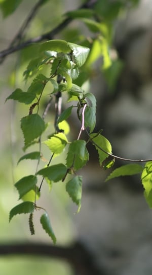 Green, Birch, Nature, Spring, Leaves, growth, leaf thumbnail