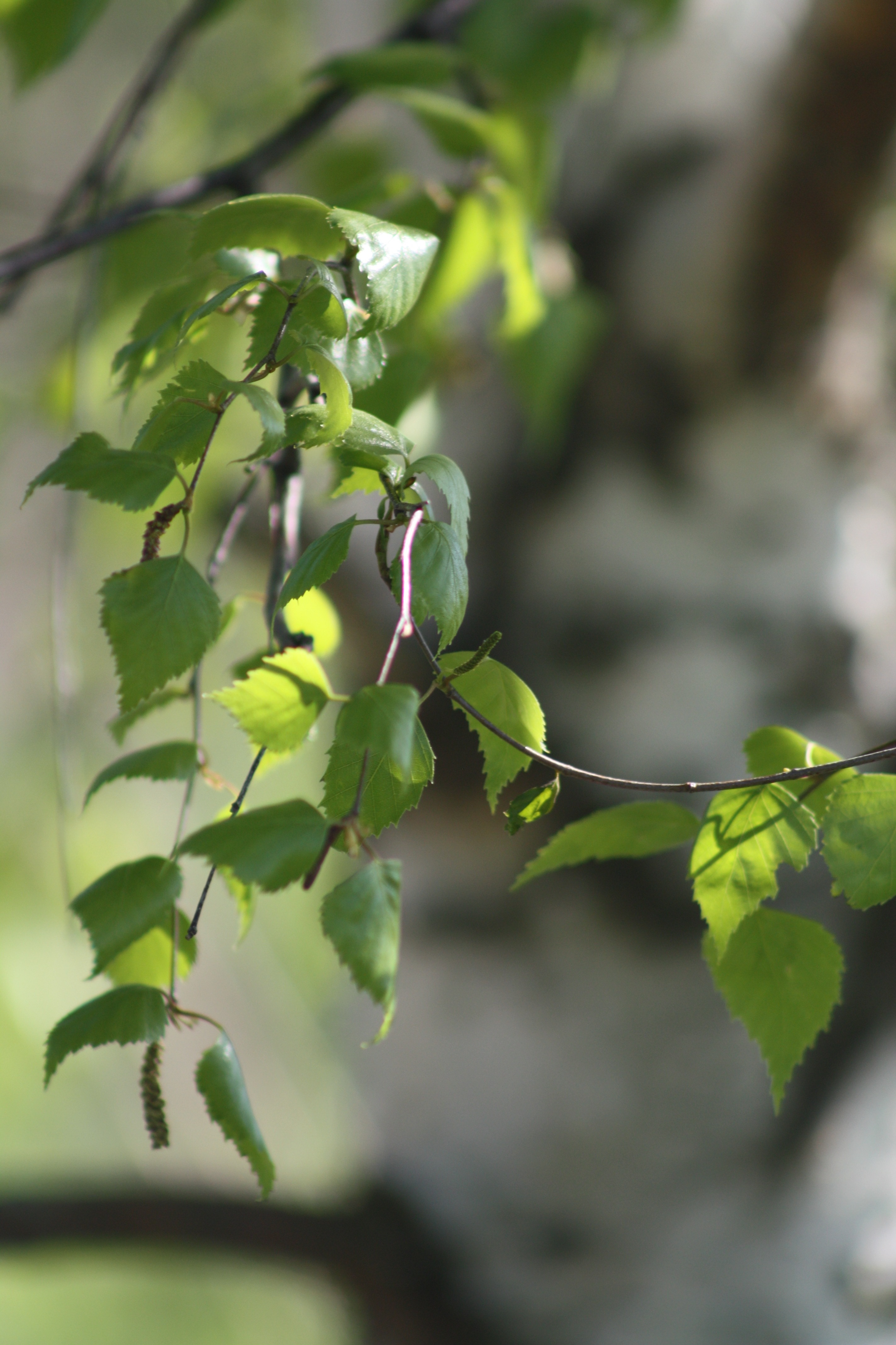 Green, Birch, Nature, Spring, Leaves, growth, leaf