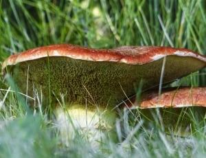 brown mushroom in grass thumbnail