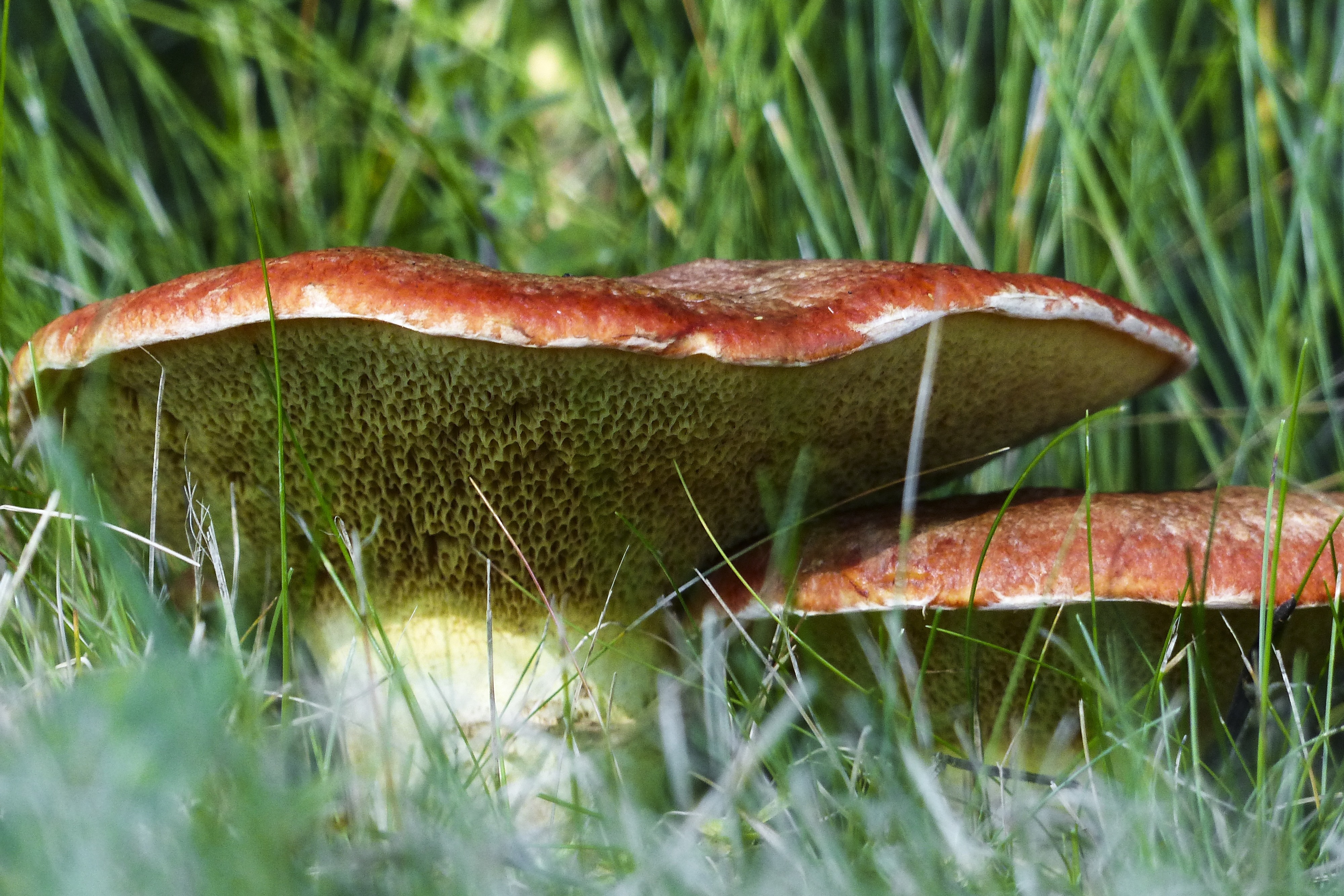 brown mushroom in grass