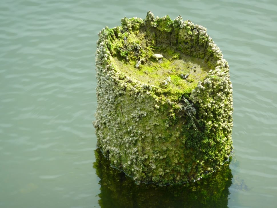 tree log covered with moss in body of water during daytime preview
