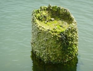 tree log covered with moss in body of water during daytime thumbnail