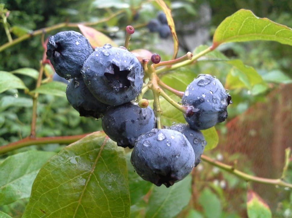 The Plot, Fruit, Bilberry American, fruit, leaf preview