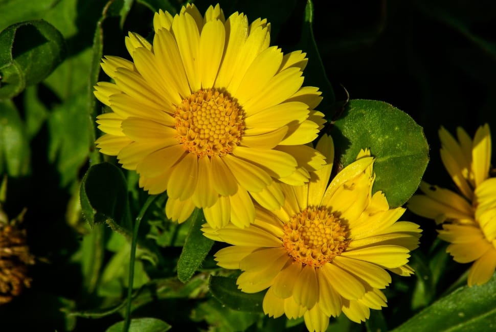 two yellow flowers preview
