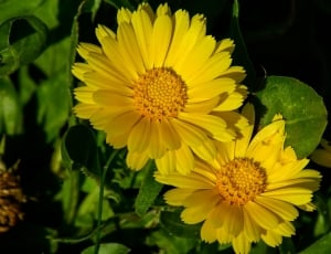 two yellow flowers thumbnail