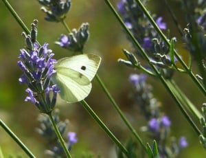 Butterfly, Animal, Insect, Butterflies, flower, purple thumbnail