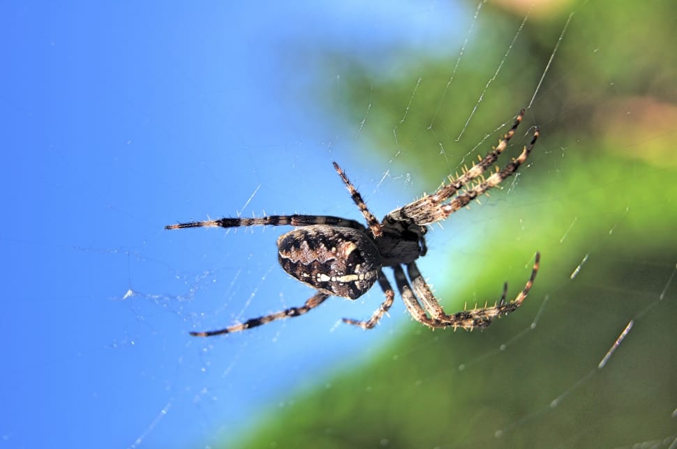 brown Barn Spider on spiderweb preview