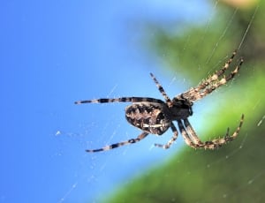 brown Barn Spider on spiderweb thumbnail