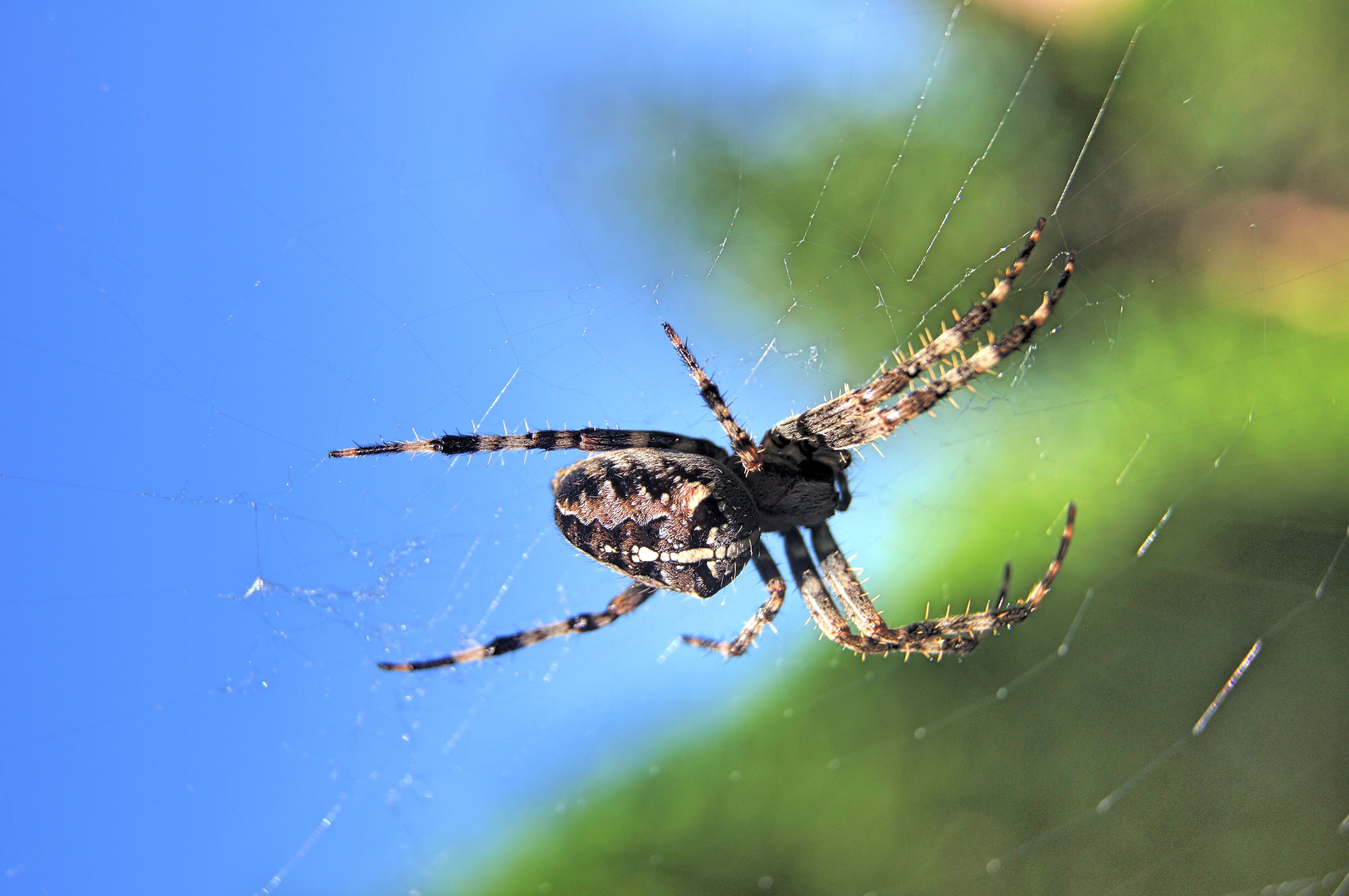 brown Barn Spider on spiderweb