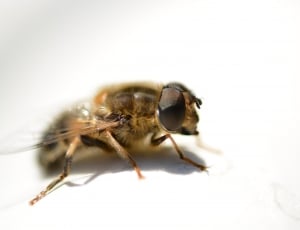 honeybee thumbnail