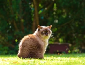 British Shorthair, Blue Eye, Cat, Mieze, one animal, grass thumbnail
