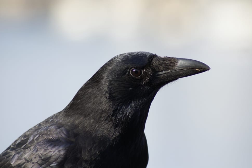 closeup photo of crow at daytime preview