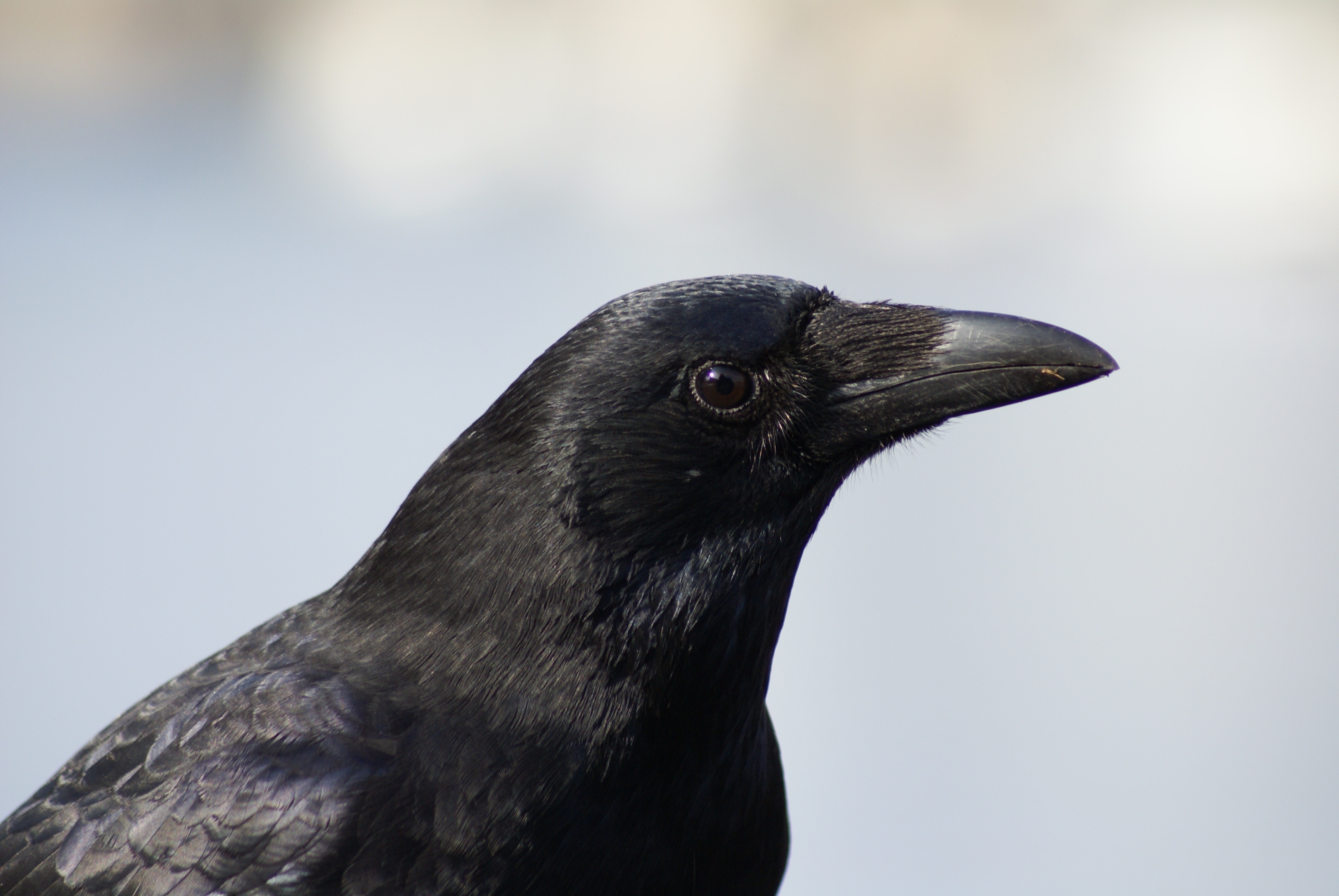 closeup photo of crow at daytime