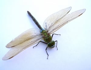 Insect, Flight Insect, Dragonfly, Close, insect, one animal thumbnail