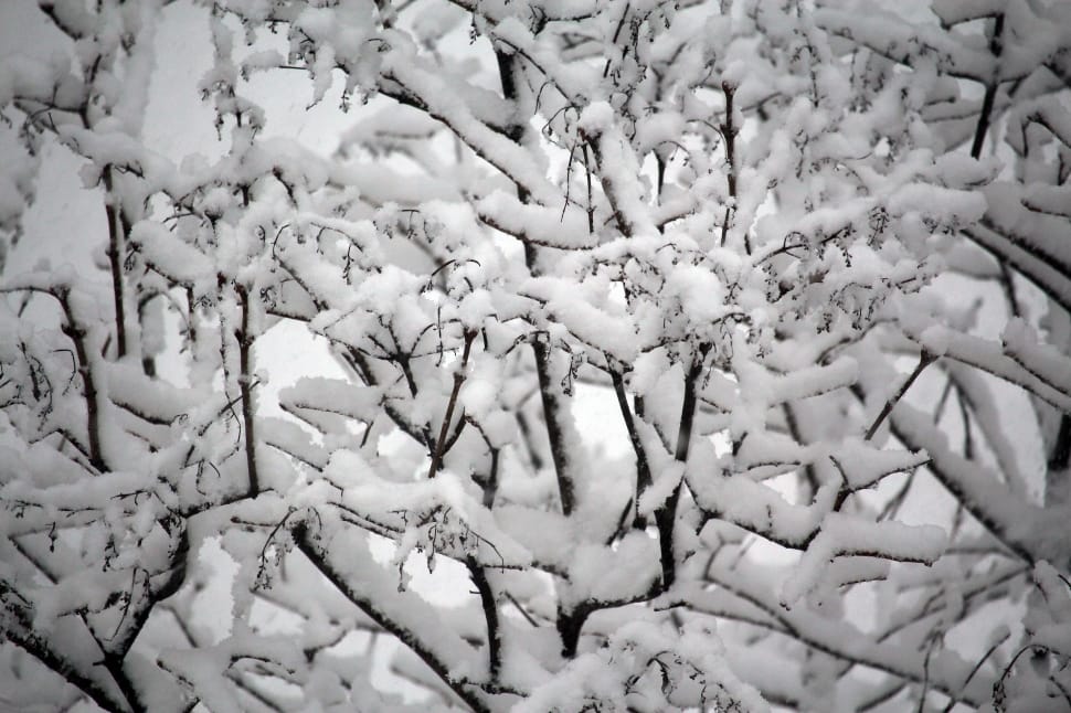 white snow and bare trees preview