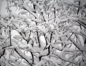 white snow and bare trees thumbnail