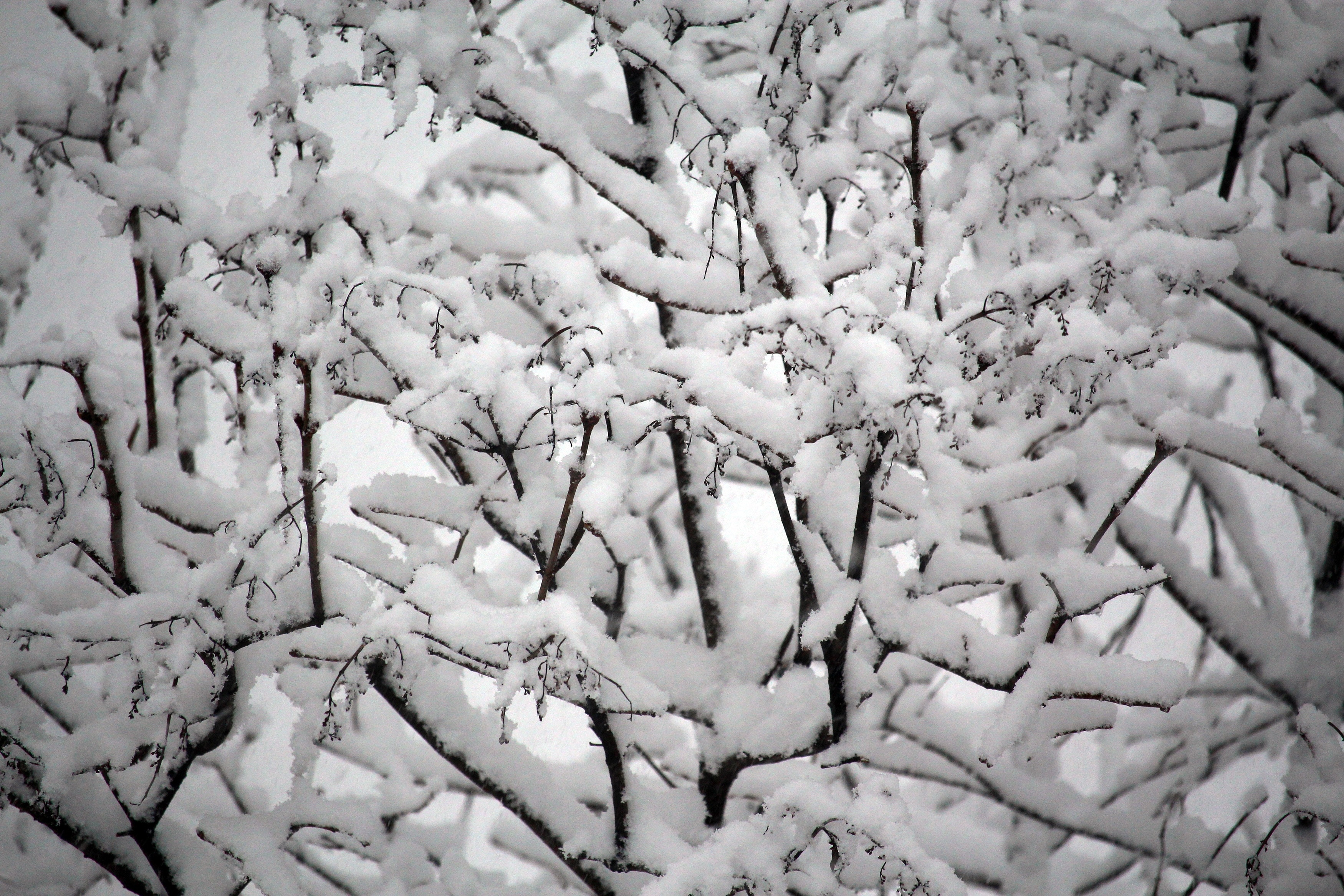 white snow and bare trees