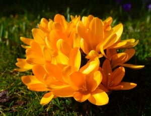 Flower, Bühen, Yellow, Spring, Crocus, ,  thumbnail