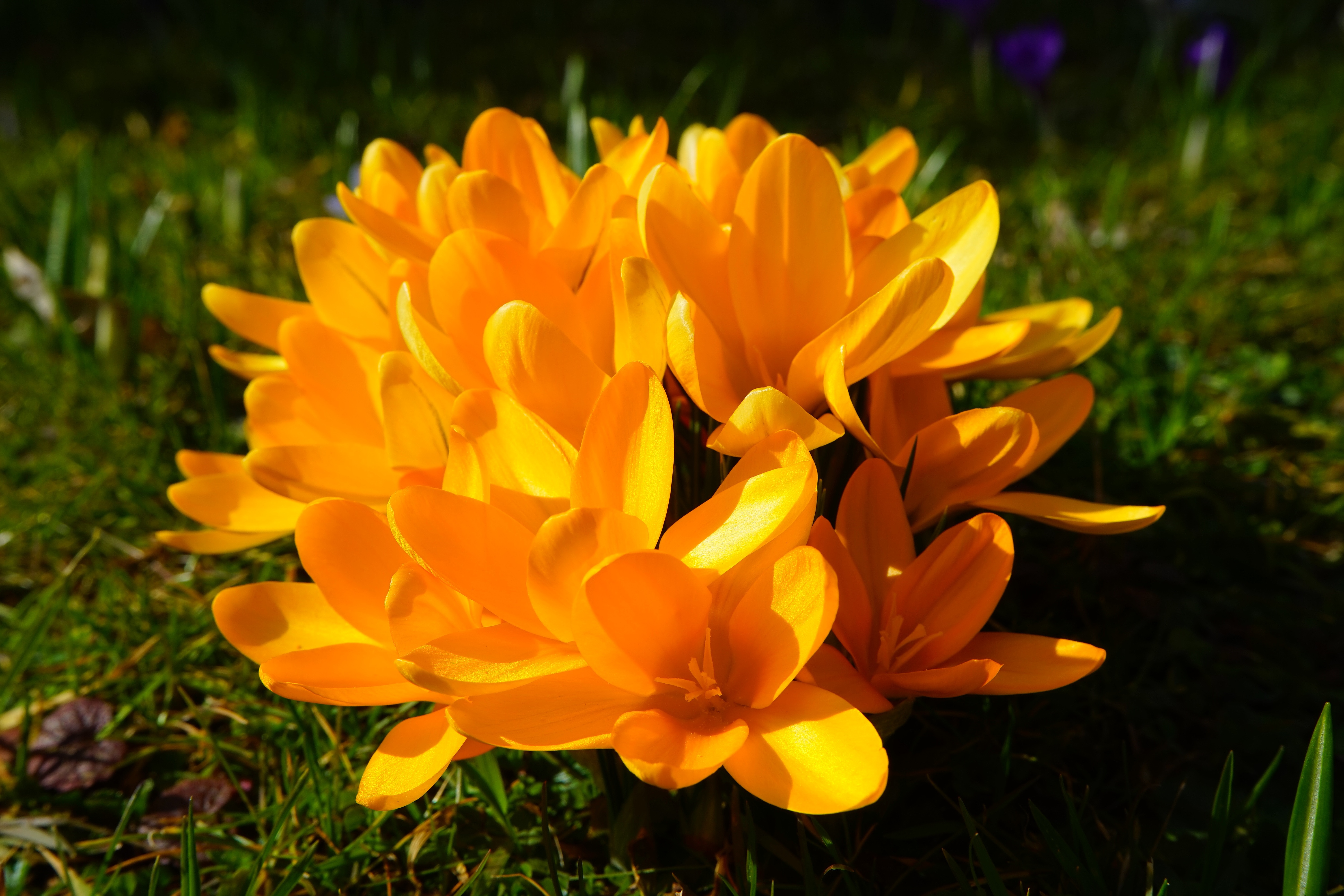 Flower, Bühen, Yellow, Spring, Crocus, , 