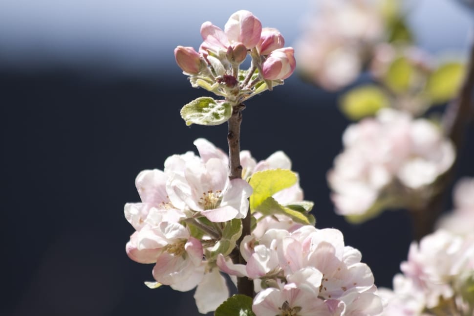 Apple Blossom, Spring, Flowers, Bloom, flower, fragility preview