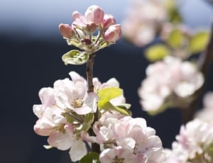 Apple Blossom, Spring, Flowers, Bloom, flower, fragility thumbnail