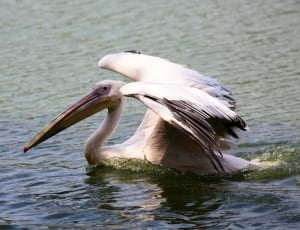 white australian pelican in body of water during daytime thumbnail