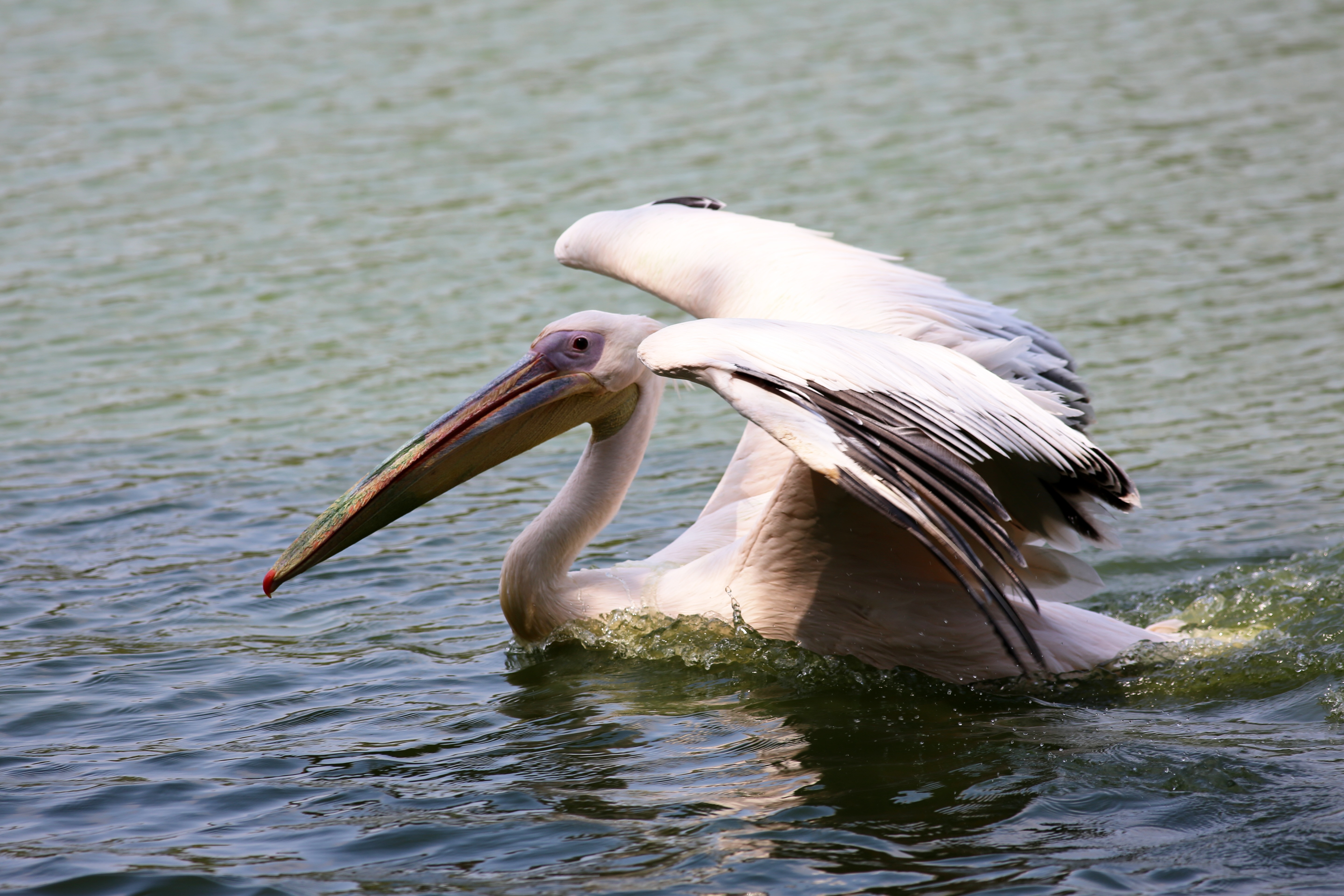 white australian pelican in body of water during daytime