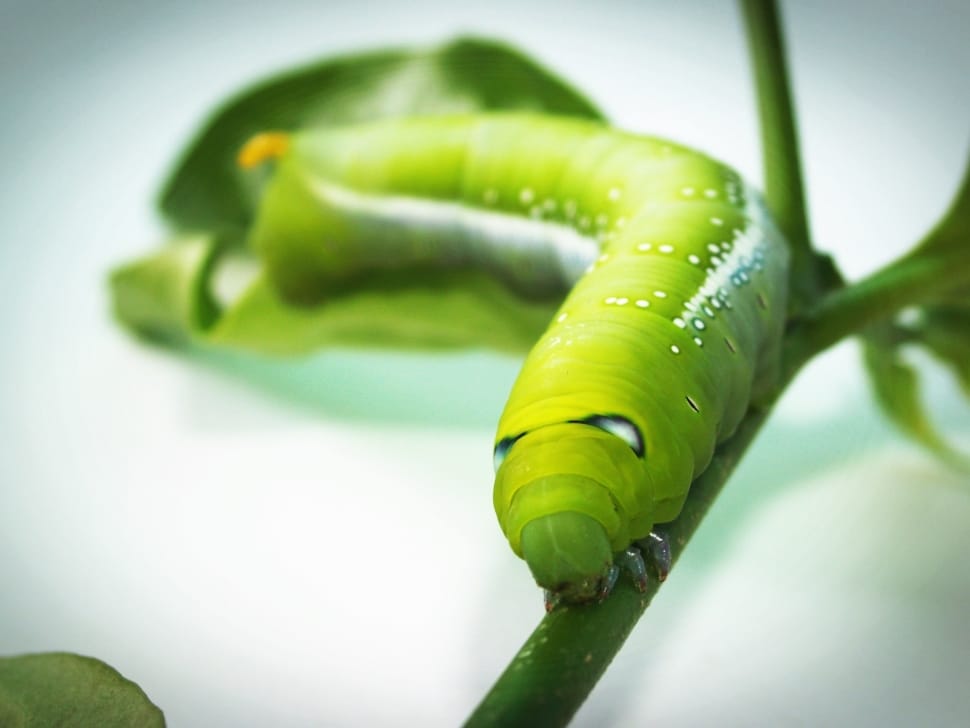 green caterpillar on green stem in shallow focus lens preview