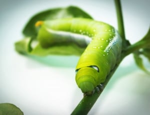 green caterpillar on green stem in shallow focus lens thumbnail