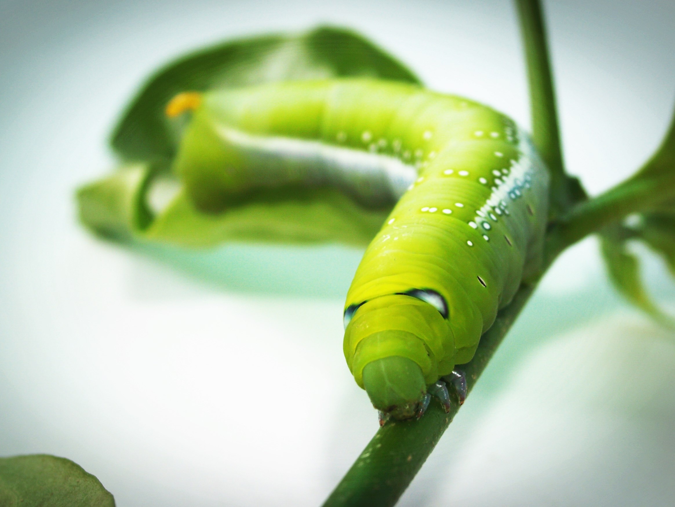 green caterpillar on green stem in shallow focus lens