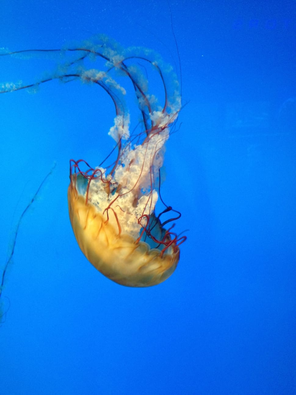 jellyfish with fish inside