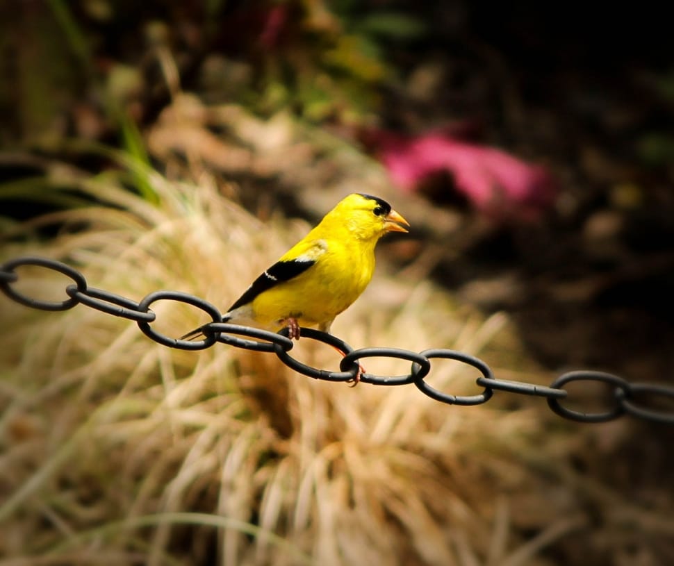 american goldfinch preview