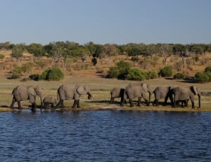 group of grey elephants thumbnail