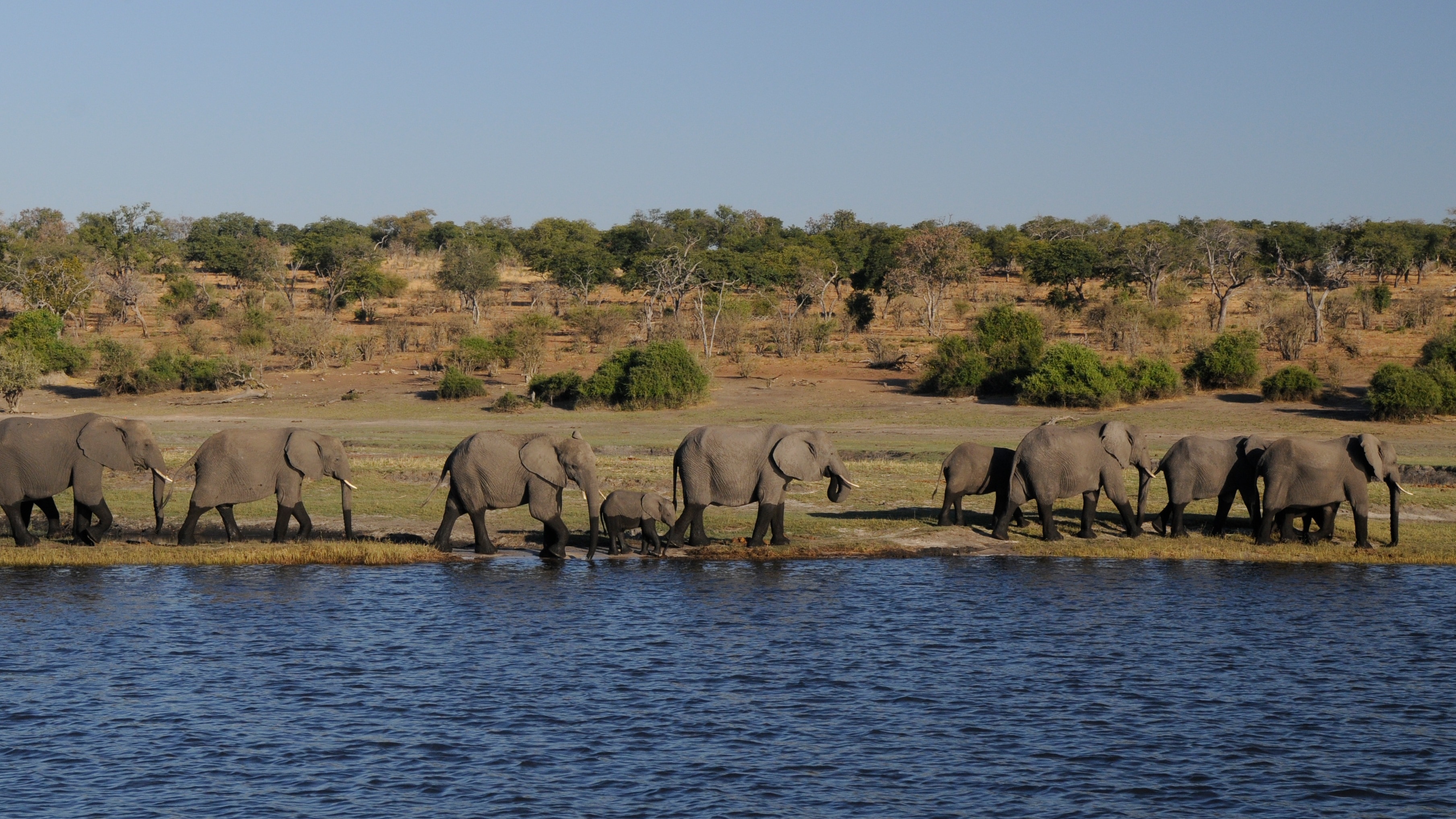 group of grey elephants