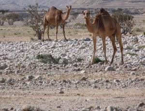 two camel on rock during daytime thumbnail