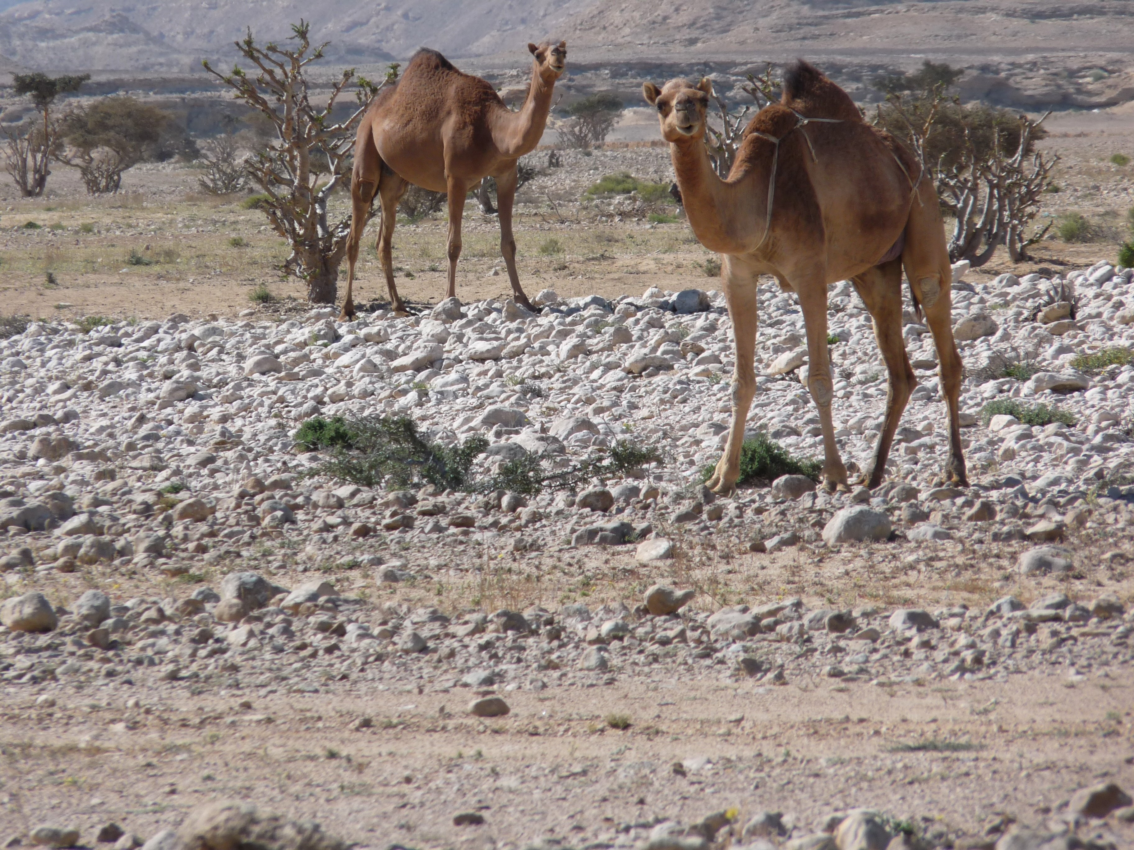 two camel on rock during daytime