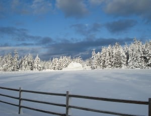 pine trees on snowfield thumbnail