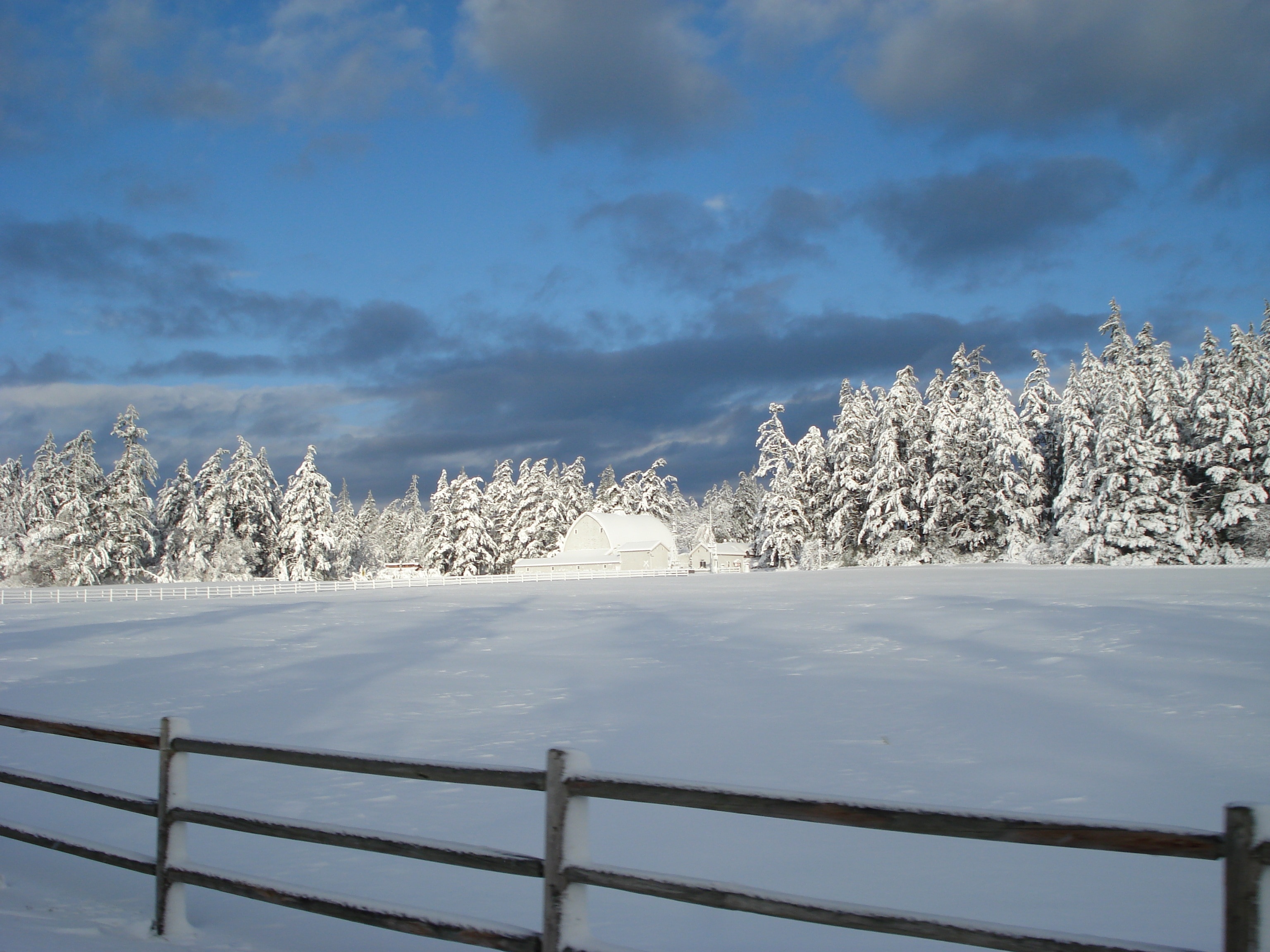 pine trees on snowfield