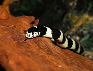 white and black snake thumbnail