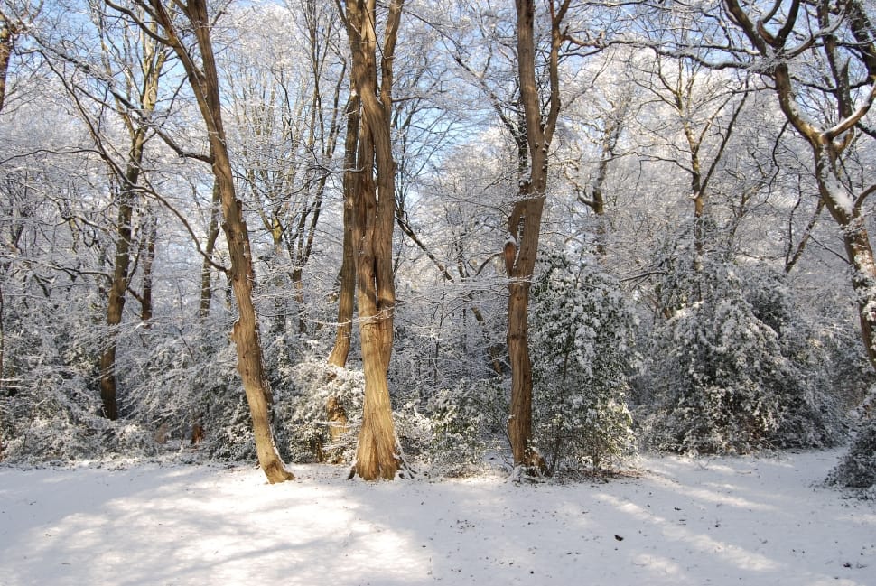 snow covering trees during daytime preview