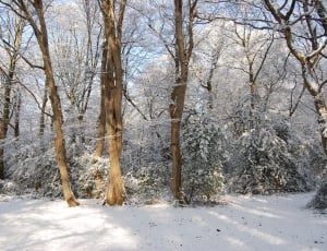 snow covering trees during daytime thumbnail