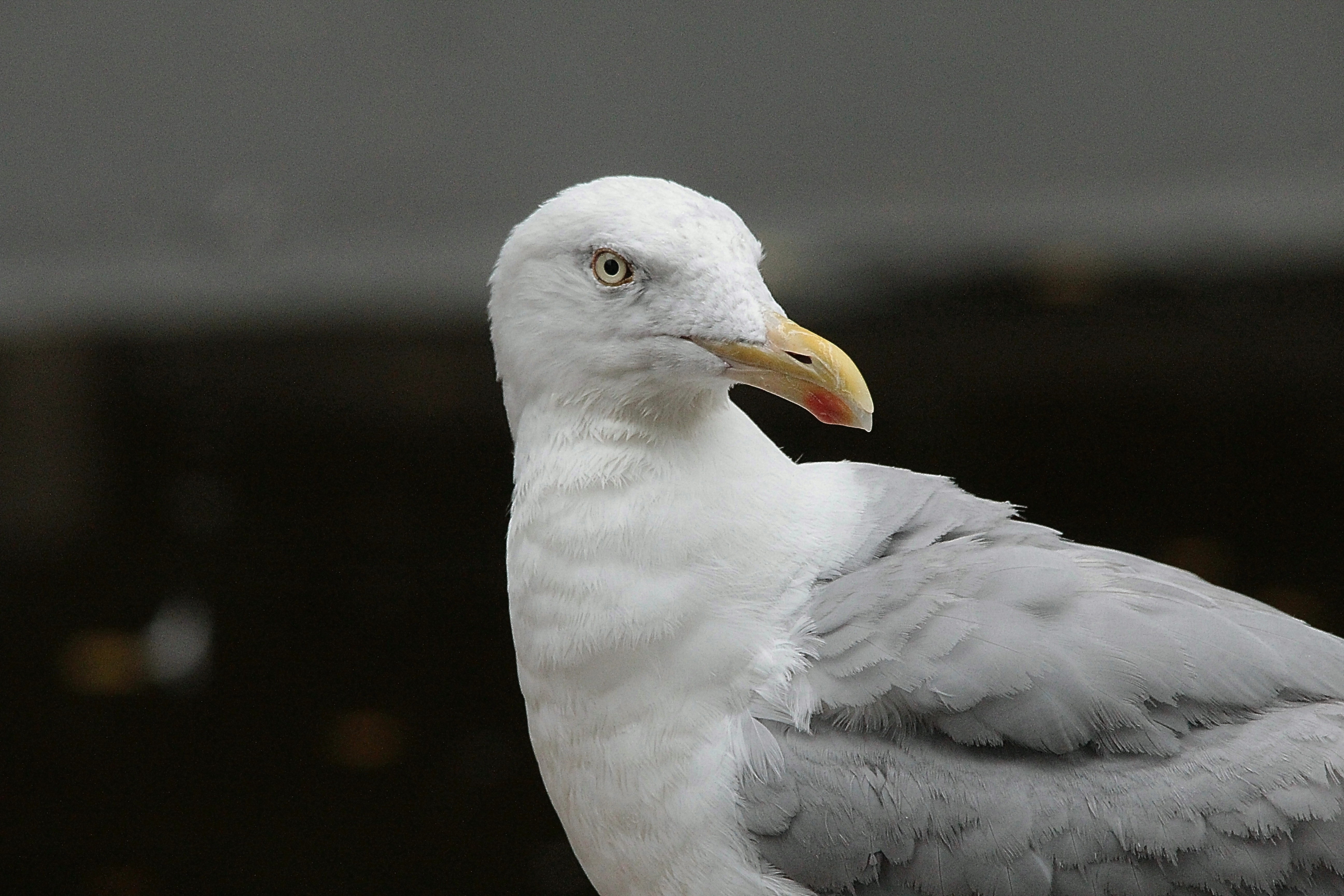 white and gray seagull