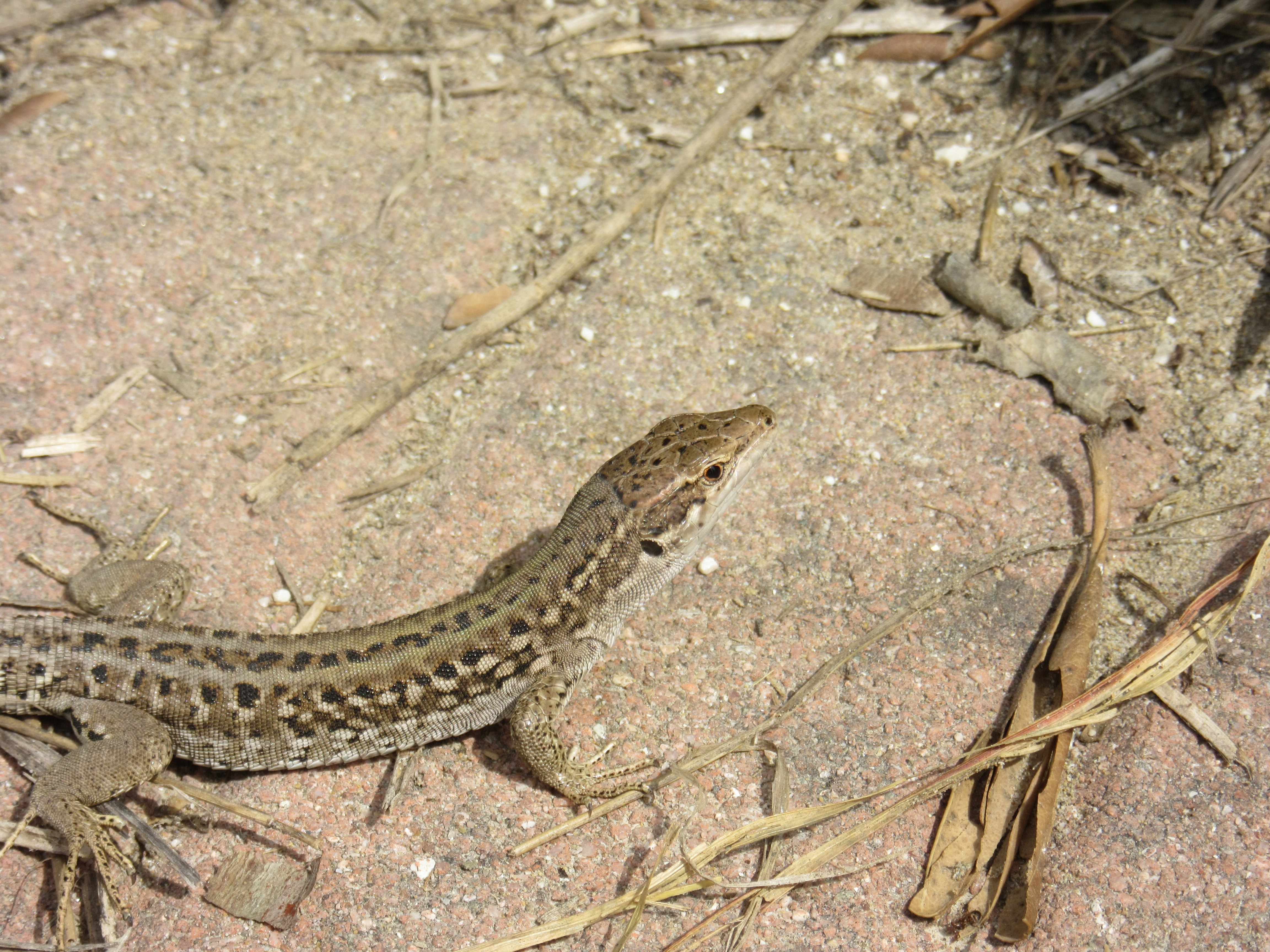 brown and gray lizard