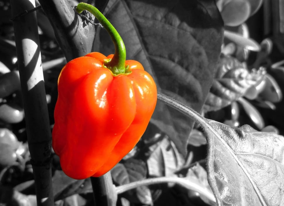 selective photo of bell pepper preview