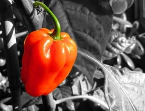 selective photo of bell pepper thumbnail