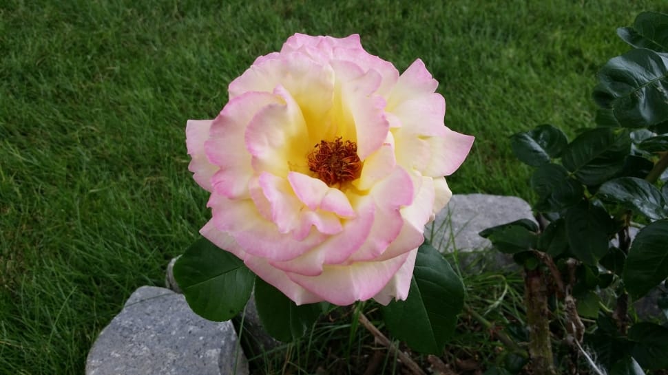 pink  yellow and white rose preview