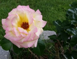 pink  yellow and white rose thumbnail