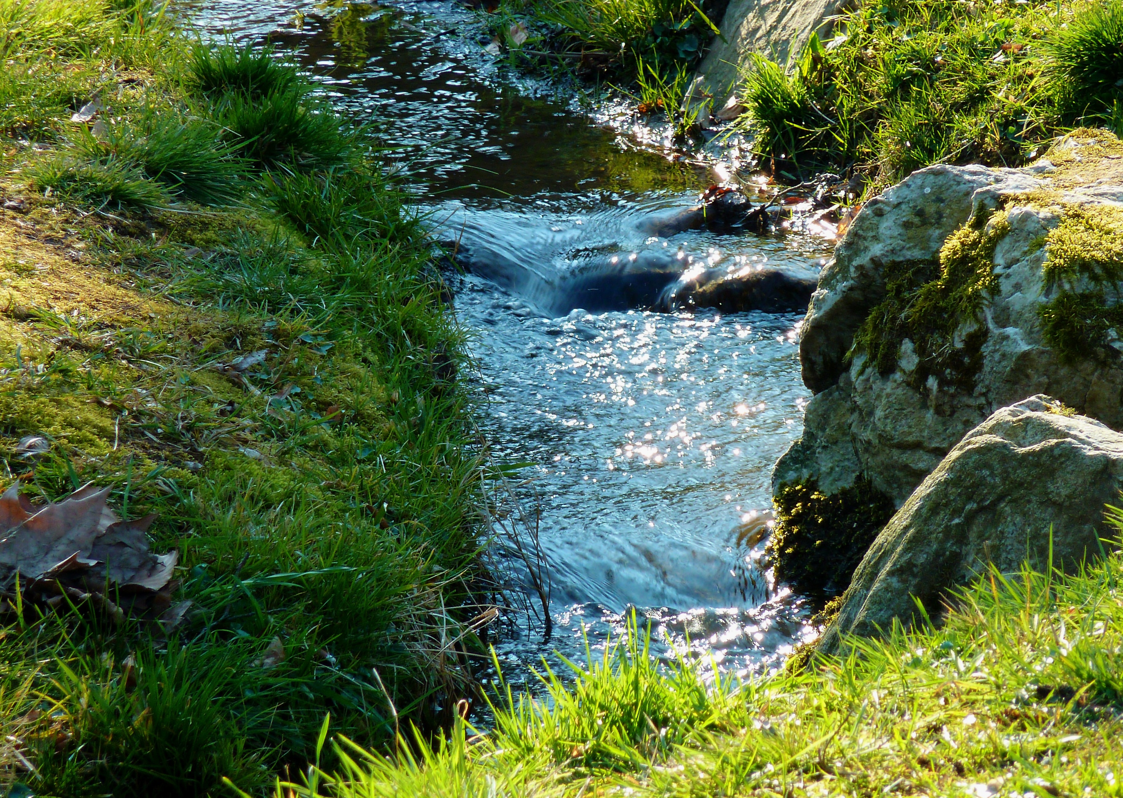 Embankment, Creek, Trees, Brook, Bach, nature, grass