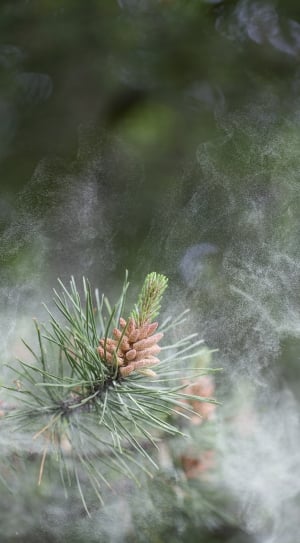 Scots Pine, Pollen, Evergreen, Conifer, nature, no people thumbnail