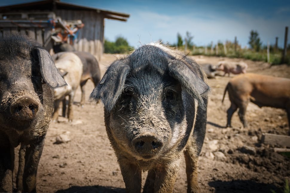 black and gray domestic pigs preview